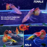 "New Gene" Dumbo Red Dragon RIBBON BDS Halfmoon Guppy
